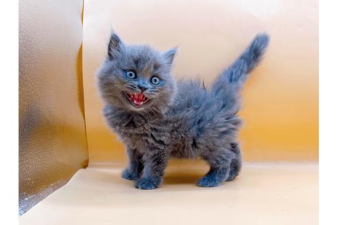 成約済の東京都のその他の猫種-28832の14枚目