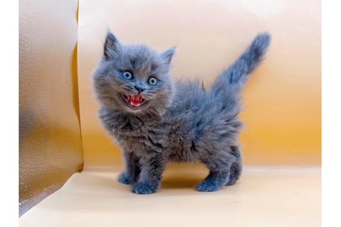 成約済の東京都のその他の猫種-28832の15枚目