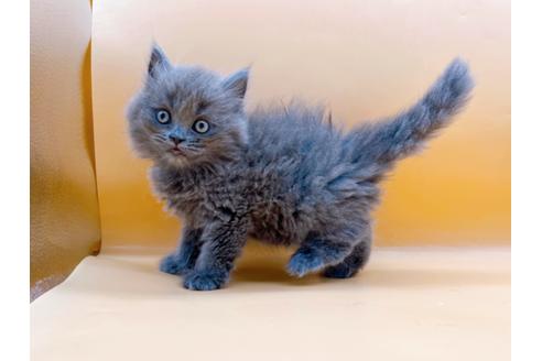 成約済の東京都のその他の猫種-28832の16枚目