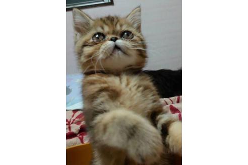 成約済の愛知県のエキゾチックショートヘア-28885の2枚目