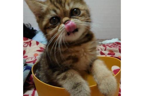 成約済の愛知県のエキゾチックショートヘア-28885の3枚目