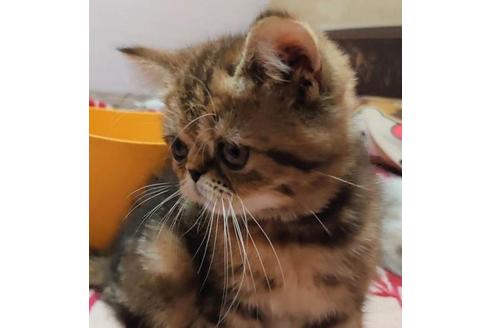 成約済の愛知県のエキゾチックショートヘア-28885の5枚目