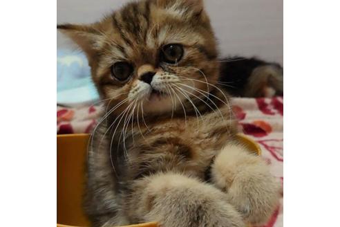 成約済の愛知県のエキゾチックショートヘア-28885の4枚目