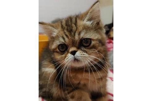 成約済の愛知県のエキゾチックショートヘア-28885の1枚目