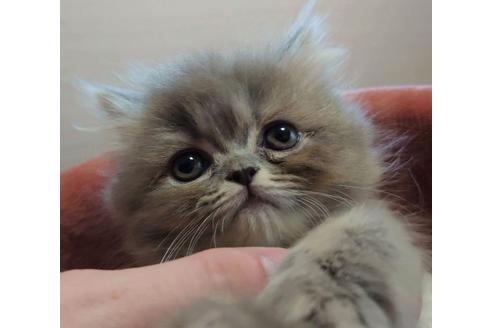 成約済の愛知県のペルシャ-28888の5枚目