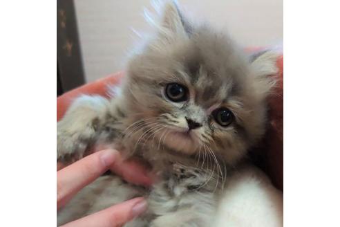 成約済の愛知県のペルシャ-28888の4枚目