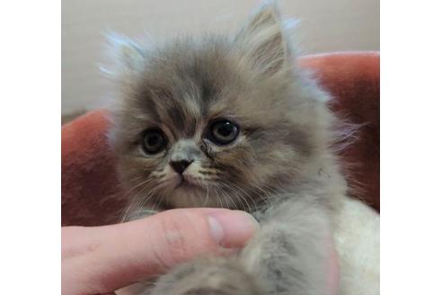 成約済の愛知県のペルシャ-28888の3枚目