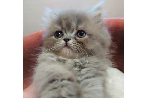 成約済の愛知県のペルシャ-28888の1枚目