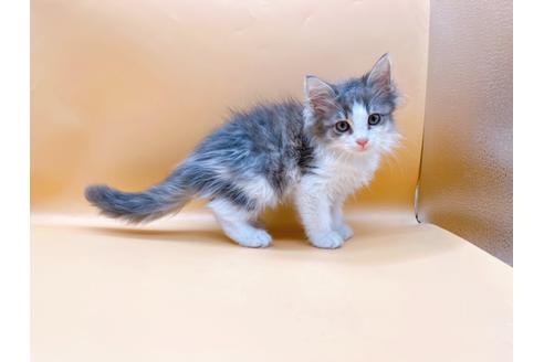 成約済の東京都のサイベリアン-29149の6枚目