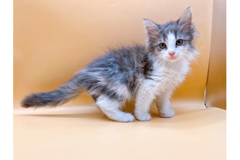 成約済の東京都のサイベリアン-29149の1枚目