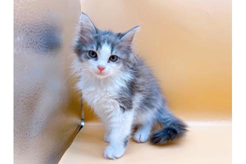 成約済の東京都のサイベリアン-29149の2枚目