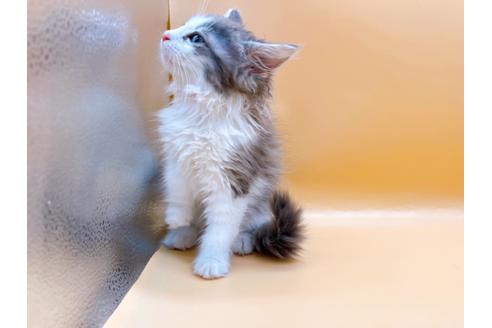 成約済の東京都のサイベリアン-29149の3枚目