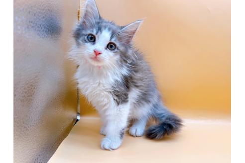 成約済の東京都のサイベリアン-29149の4枚目