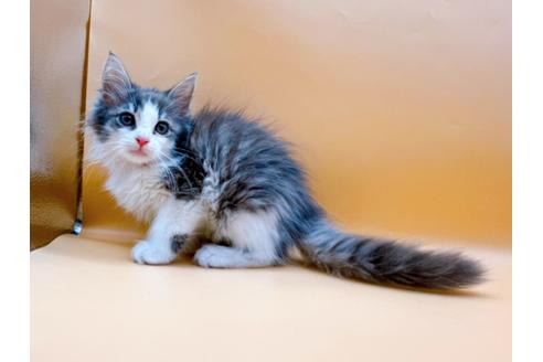 成約済の東京都のサイベリアン-29149の5枚目