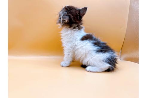 成約済の東京都のサイベリアン-29150の6枚目