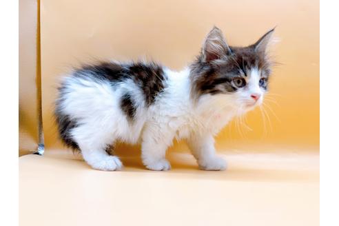 成約済の東京都のサイベリアン-29150の5枚目