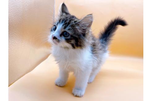 成約済の東京都のサイベリアン-29150の1枚目