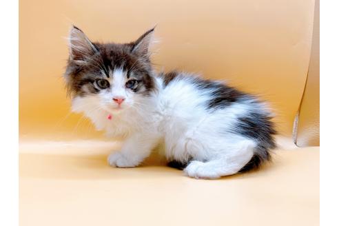 成約済の東京都のサイベリアン-29150の2枚目