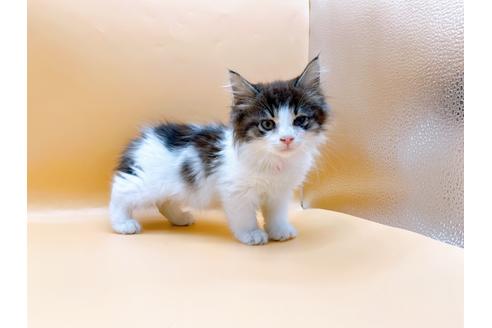 成約済の東京都のサイベリアン-29150の4枚目