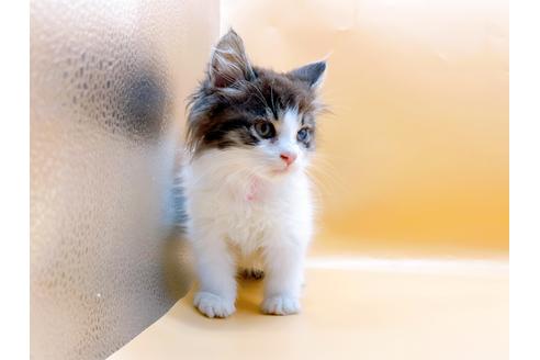 成約済の東京都のサイベリアン-29150の3枚目