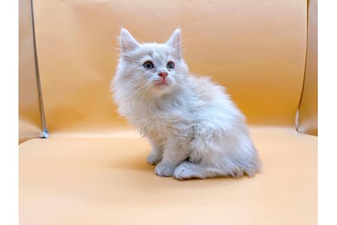 成約済の東京都のサイベリアン-29325の5枚目