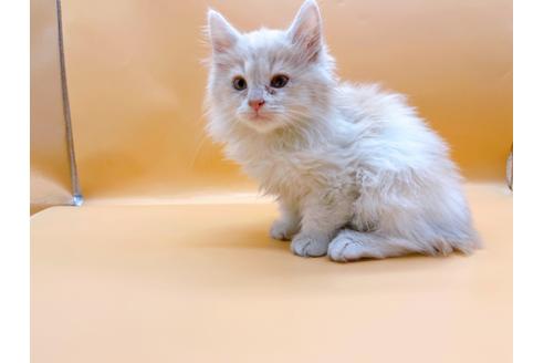 成約済の東京都のサイベリアン-29325の3枚目