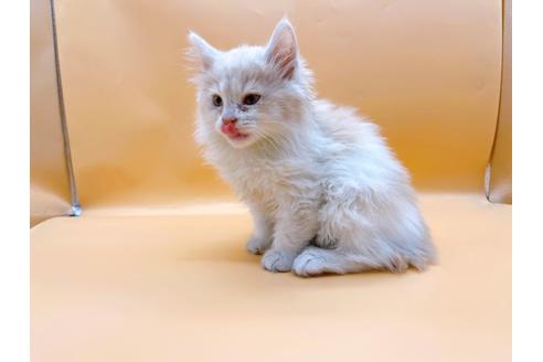 成約済の東京都のサイベリアン-29325の4枚目