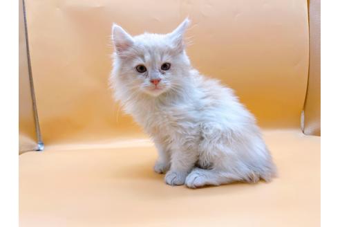 成約済の東京都のサイベリアン-29325の1枚目