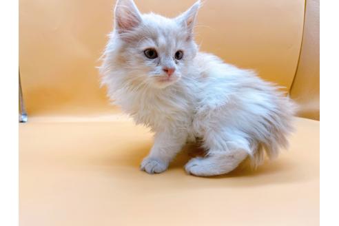 成約済の東京都のサイベリアン-29325の2枚目