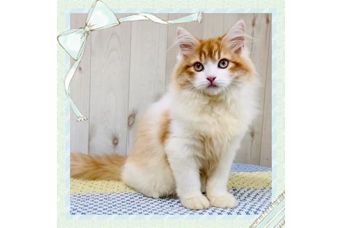 成約済の大阪府のラガマフィン-24554の1枚目