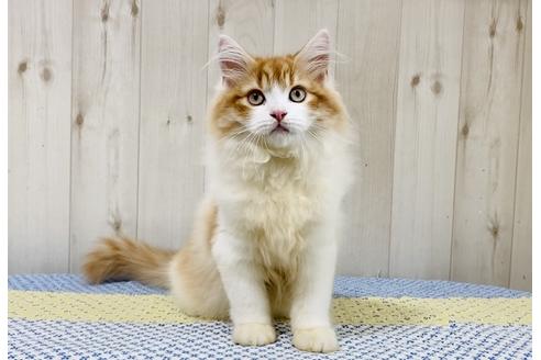 成約済の大阪府のラガマフィン-24554の2枚目