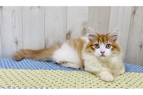 成約済の大阪府のラガマフィン-24554の3枚目