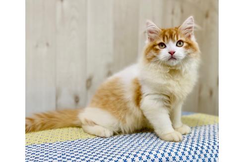 成約済の大阪府のラガマフィン-24554の4枚目