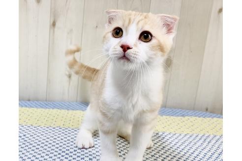 成約済の大阪府のスコティッシュフォールド-23667の4枚目