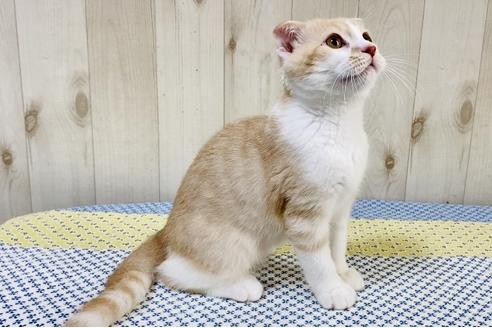 成約済の大阪府のスコティッシュフォールド-23667の5枚目