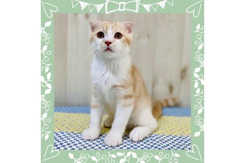 成約済の大阪府のスコティッシュフォールド-23667