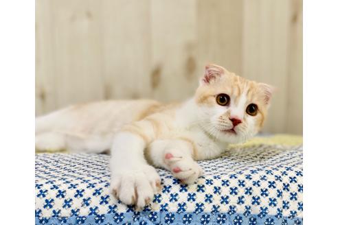 成約済の大阪府のスコティッシュフォールド-23667の2枚目