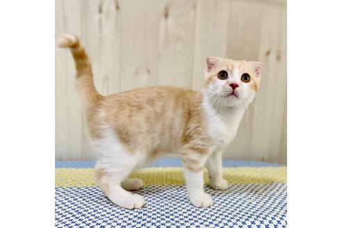 成約済の大阪府のスコティッシュフォールド-23667の3枚目