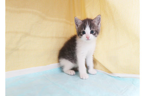 成約済の東京都のマンチカン-29186の8枚目