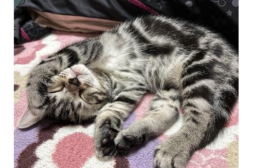 成約済の千葉県のアメリカンショートヘア-27368の1枚目