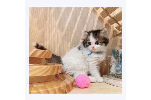 成約済の長野県のミヌエット-29450の2枚目