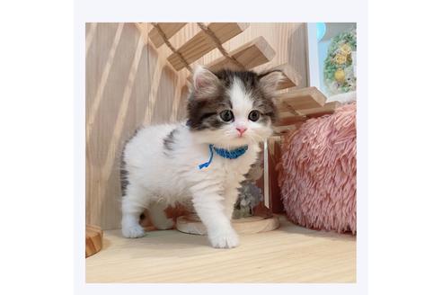 成約済の長野県のミヌエット-29450の4枚目