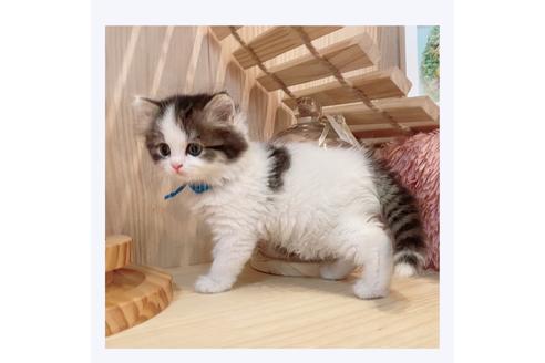 成約済の長野県のミヌエット-29450の3枚目