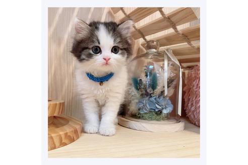 成約済の長野県のミヌエット-29450の1枚目