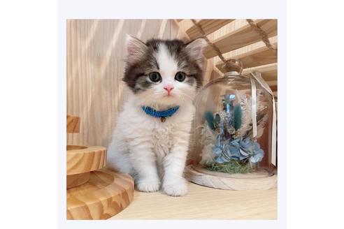 成約済の長野県のミヌエット-29450の5枚目