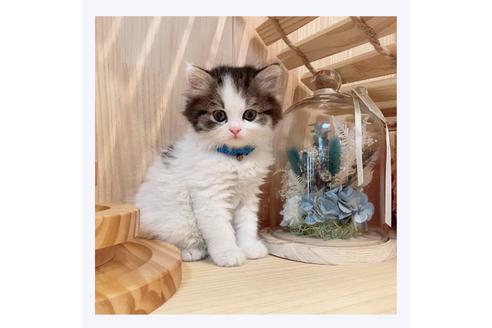 成約済の長野県のミヌエット-29450の6枚目