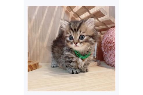 成約済の長野県のミヌエット-29452の5枚目