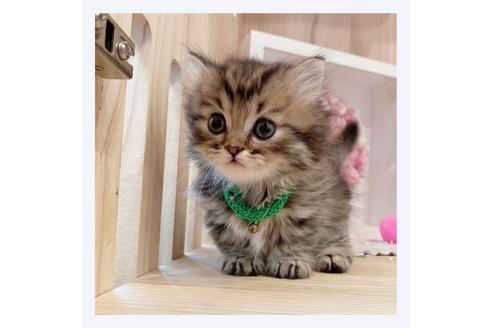 成約済の長野県のミヌエット-29452の1枚目