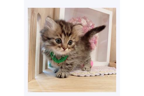 成約済の長野県のミヌエット-29452の3枚目