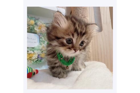 成約済の長野県のミヌエット-29452の4枚目